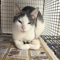 Shelter Stray Female Cat last seen , Animal Care & Control Team of Philly, 111 W Hunting Park Ave, Philadelphia, PA 19140, USA