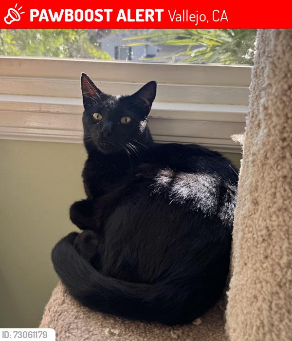 Lost Male Cat last seen Edgemont and Claremont, Vallejo, CA, Vallejo, CA 94590
