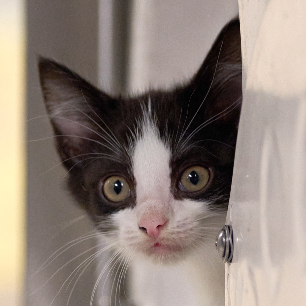 Shelter Stray Male Cat last seen , 2350 Appling City Cove, Memphis, TN 38133, USA