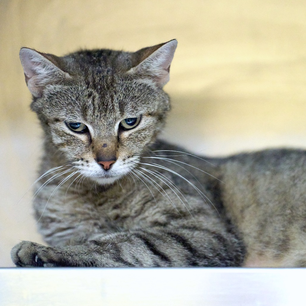 Shelter Stray Female Cat last seen , 2350 Appling City Cove, Memphis, TN 38133, USA