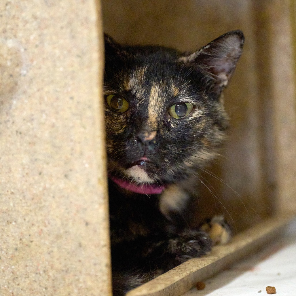 Shelter Stray Female Cat last seen , 2350 Appling City Cove, Memphis, TN 38133, USA