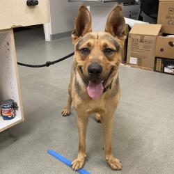 Shelter Stray Male Dog last seen , 6621 Westminster Ave, Garden Grove, CA 92844, USA