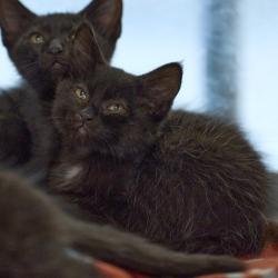 Shelter Stray Male Cat last seen , 2350 Appling City Cove, Memphis, TN 38133, USA