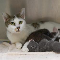 Shelter Stray Female Cat last seen , 2350 Appling City Cove, Memphis, TN 38133, USA