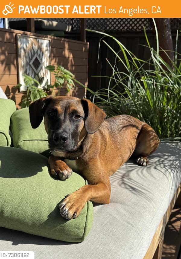 Found/Stray Female Dog last seen Sunset Ave Lincoln Blvd, Los Angeles, CA 90291