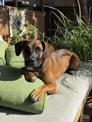 Found/Stray Female Dog last seen Sunset Ave Lincoln Blvd, Los Angeles, CA 90291