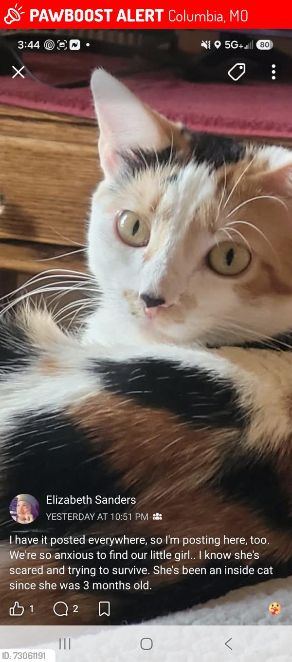 Lost Female Cat last seen West Ash street and Redwood columbia mo, Columbia, MO 65203