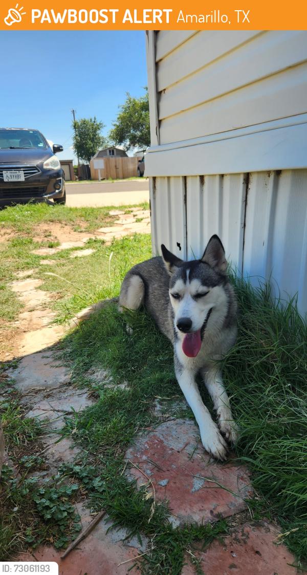 Found/Stray Female Dog last seen 24th and eastern street, Amarillo, TX 79108