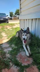 Found/Stray Female Dog last seen 24th and eastern street, Amarillo, TX 79108