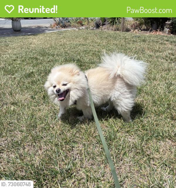 Reunited Unknown Dog last seen Kings Cross Way, San Jose, CA 95136, USA, San Jose, CA 95136