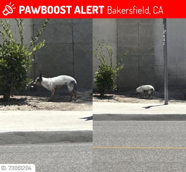 Lost Female Dog last seen Harris and antigua, Bakersfield, CA 93313