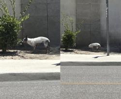 Lost Female Dog last seen Harris and antigua, Bakersfield, CA 93313