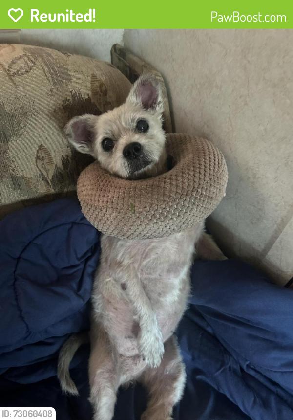 Reunited Female Dog last seen Bolton and Nava , Hudson, FL 34667