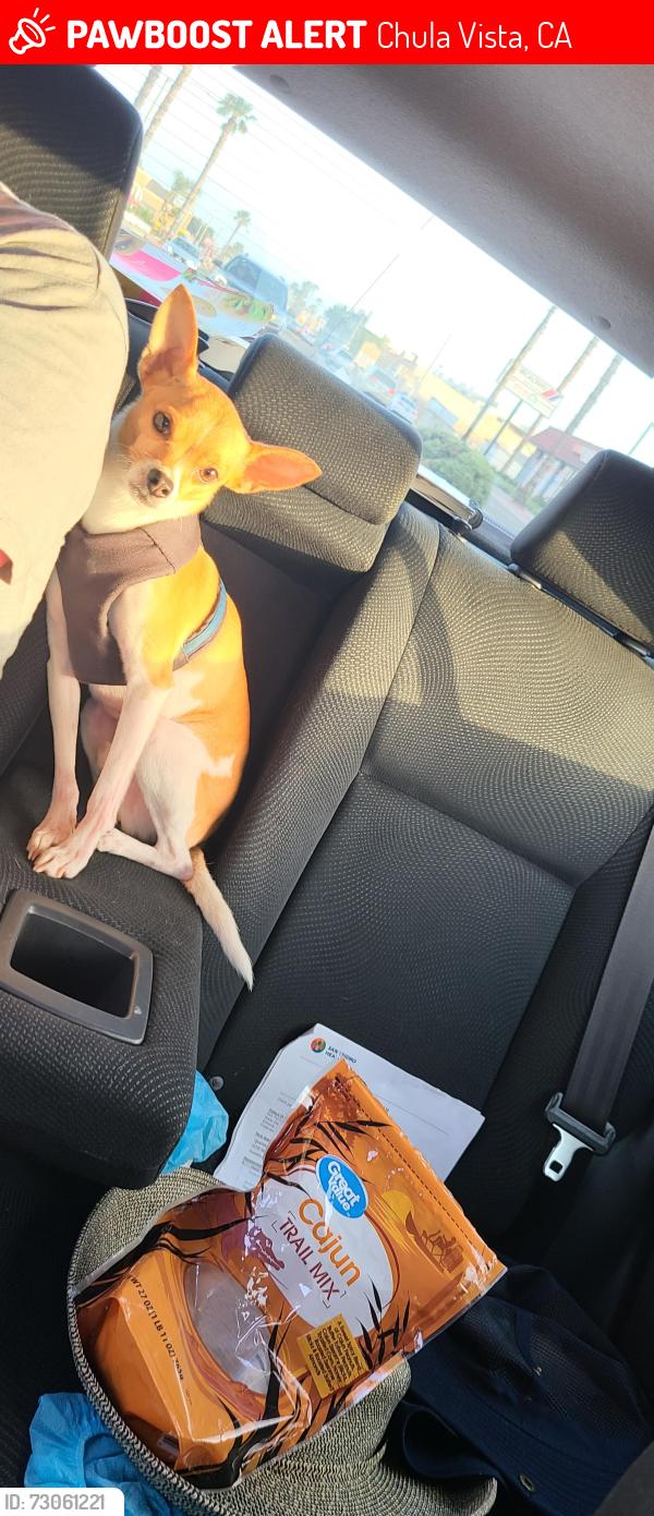 Lost Male Dog last seen Chula Vista Middle School , Chula Vista, CA 91910
