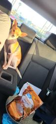 Lost Male Dog last seen Chula Vista Middle School , Chula Vista, CA 91910