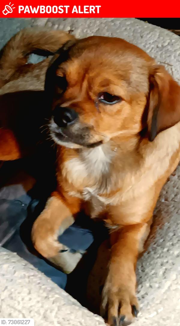Lost Female Dog last seen Garcias restaurant, Chillicothe, OH 45601