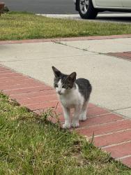 Found/Stray Unknown Cat last seen Citadel in Walnut, Walnut, CA 91789
