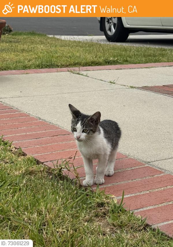 Found/Stray Unknown Cat last seen Citadel in Walnut, Walnut, CA 91789