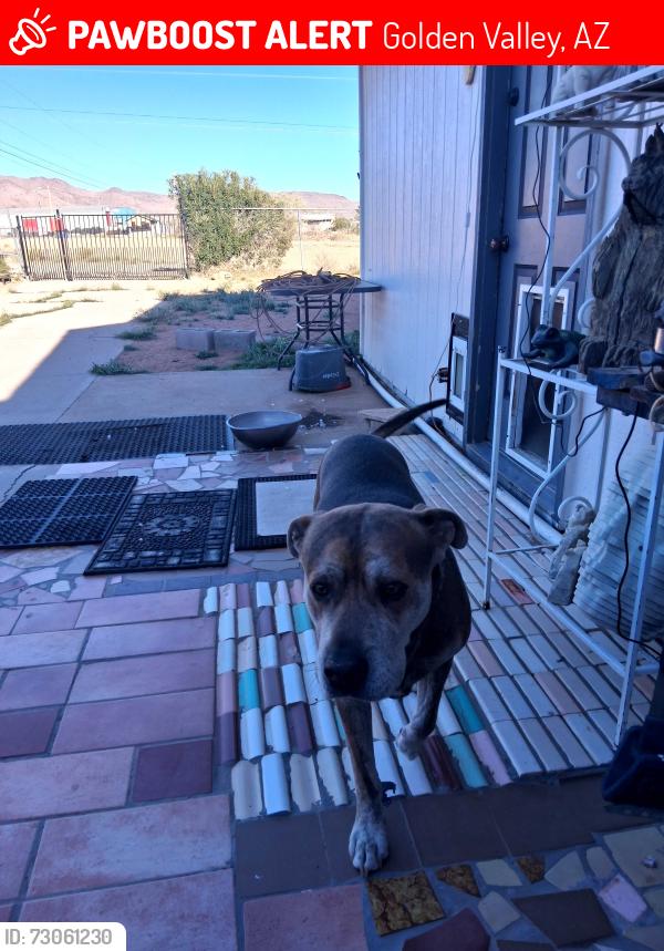 Lost Male Dog last seen Shipp, Golden Valley, AZ 86413