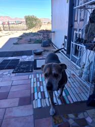 Lost Male Dog last seen Shipp, Golden Valley, AZ 86413