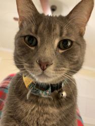 Lost Male Cat last seen Edmonds Marsh area, DuPont, WA 98327