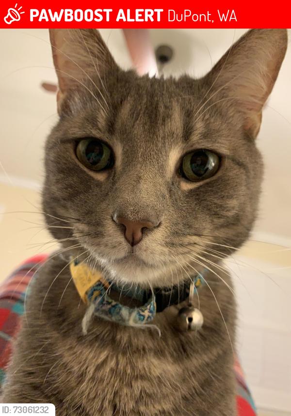 Lost Male Cat last seen Edmonds Marsh area, DuPont, WA 98327
