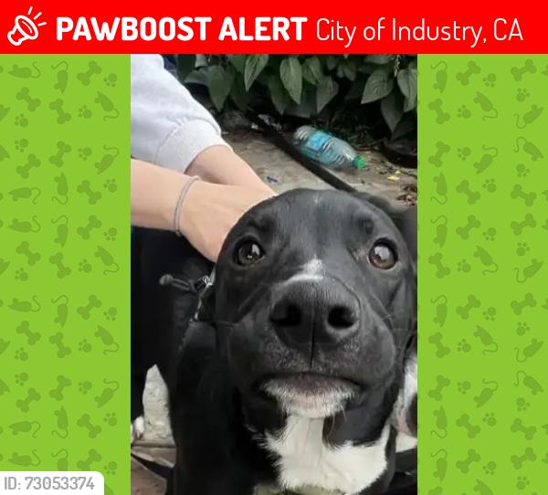 Lost Male Dog last seen Mc Donalds City.of industry near the corner of Colima rd and Fullerton rd, City of Industry, CA 91748