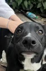 Lost Male Dog last seen Mc Donalds City.of industry near the corner of Colima rd and Fullerton rd, City of Industry, CA 91748