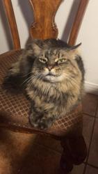 Lost Female Cat last seen 43rd Ave & Bethany Home Road, Phoenix, AZ 85019
