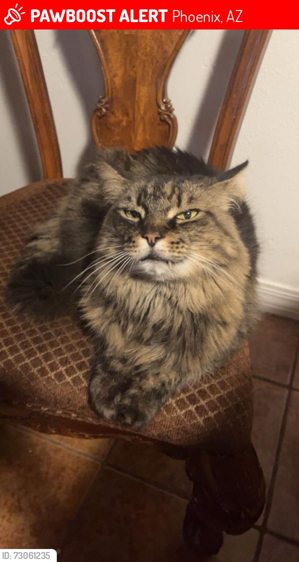 Lost Female Cat last seen 43rd Ave & Bethany Home Road, Phoenix, AZ 85019