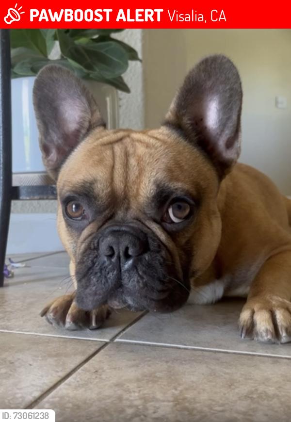 Lost Male Dog last seen Royal Oaks and Dartmouth, Visalia, CA 93277