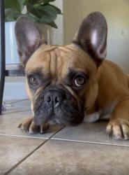 Lost Male Dog last seen Royal Oaks and Dartmouth, Visalia, CA 93277