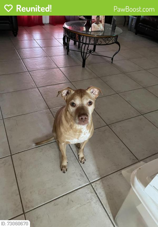 Reunited Female Dog last seen Citrus grove park, West Palm Beach, FL 33412