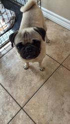 Found/Stray Male Dog last seen Sunset place & sunset bay, San Antonio, TX 78245