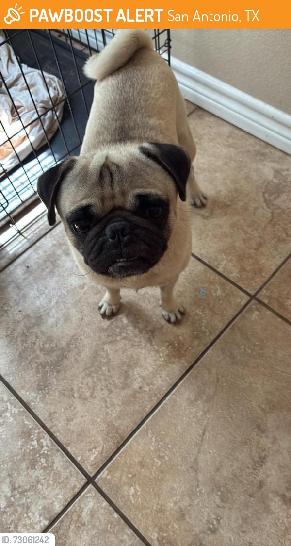 Found/Stray Male Dog last seen Sunset place & sunset bay, San Antonio, TX 78245