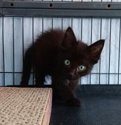 Shelter Stray Male Cat last seen Bexar County, 3353 Morningside Dr, New Braunfels, TX 78132, USA
