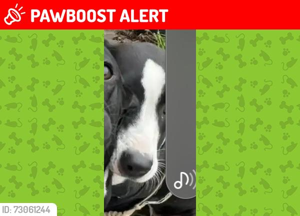 Lost Female Dog last seen Mc Donalds City.of industry near the corner of Colima rd and Fullerton rd, Rowland Heights, CA 91748