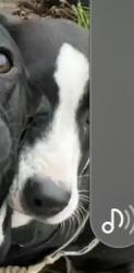 Lost Female Dog last seen Mc Donalds City.of industry near the corner of Colima rd and Fullerton rd, Rowland Heights, CA 91748