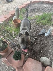 Found/Stray Male Dog last seen Olive & Bradley, Oceanside, CA 92056
