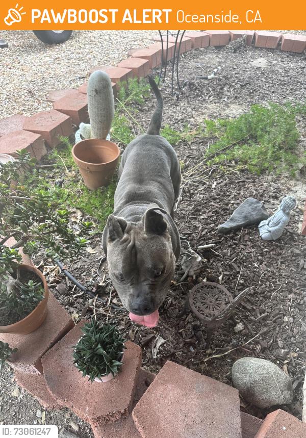 Found/Stray Male Dog last seen Olive & Bradley, Oceanside, CA 92056