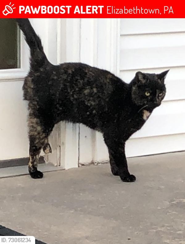Lost Female Cat last seen Brookfield Drive & Brooklane Court, Elizabethtown, PA 17022