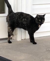 Lost Female Cat last seen Brookfield Drive & Brooklane Court, Elizabethtown, PA 17022