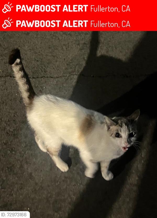 Lost Female Cat last seen West & Citrus in Fullerton, Fullerton, CA 92833