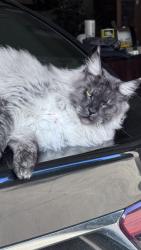 Lost Male Cat last seen Near John Michael Way, Columbus OH 43235, Columbus, OH 43235