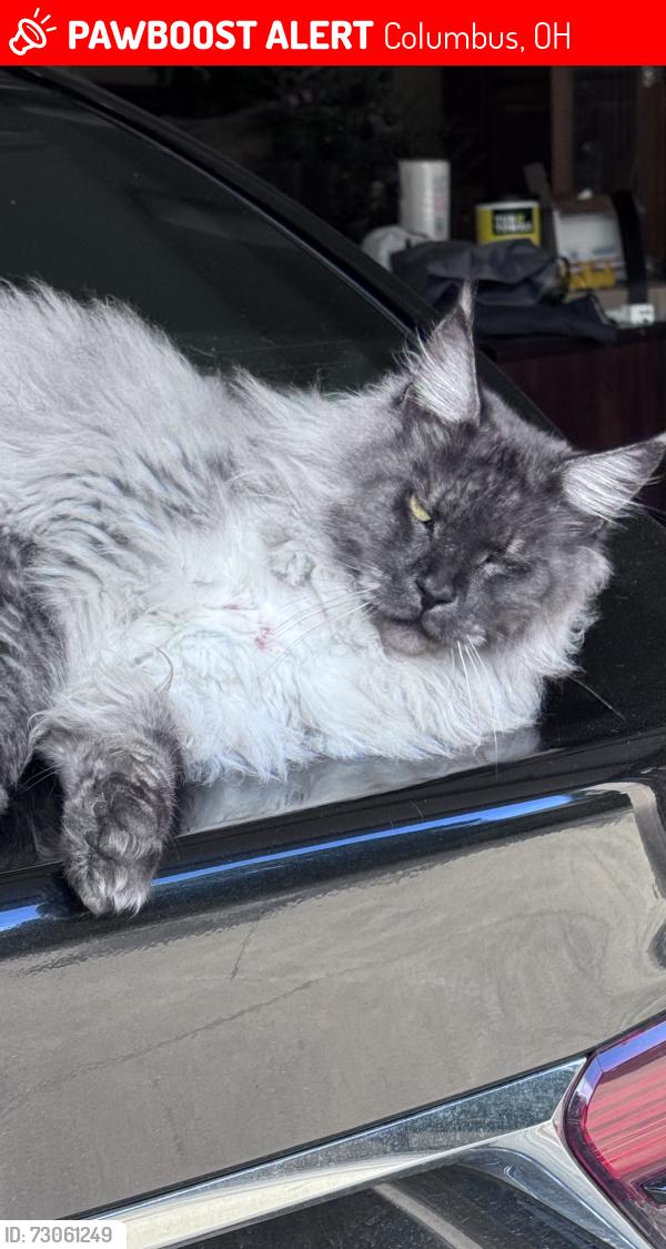 Lost Male Cat last seen Near John Michael Way, Columbus OH 43235, Columbus, OH 43235