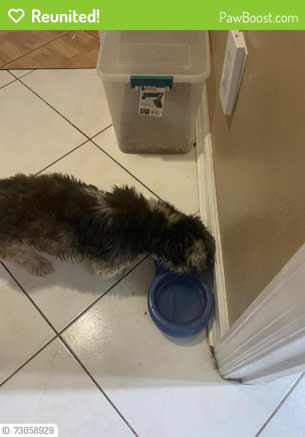 Reunited Female Dog last seen Port saint lucie blvd, Port St. Lucie, FL 34953