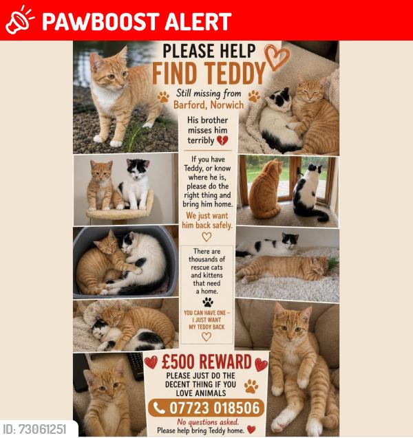 Lost Male Cat last seen hadera farm, chapel st,barford, norwich, Barford, England NR9 4AB
