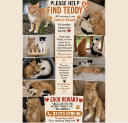 Lost Male Cat last seen hadera farm, chapel st,barford, norwich, Barford, England NR9 4AB