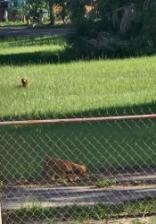 Found/Stray Unknown Dog last seen S. Navy Blvd and Celeste Pl, Warrington, FL 32507
