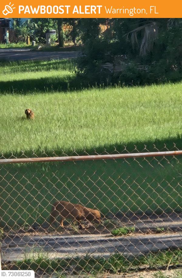Found/Stray Unknown Dog last seen S. Navy Blvd and Celeste Pl, Warrington, FL 32507